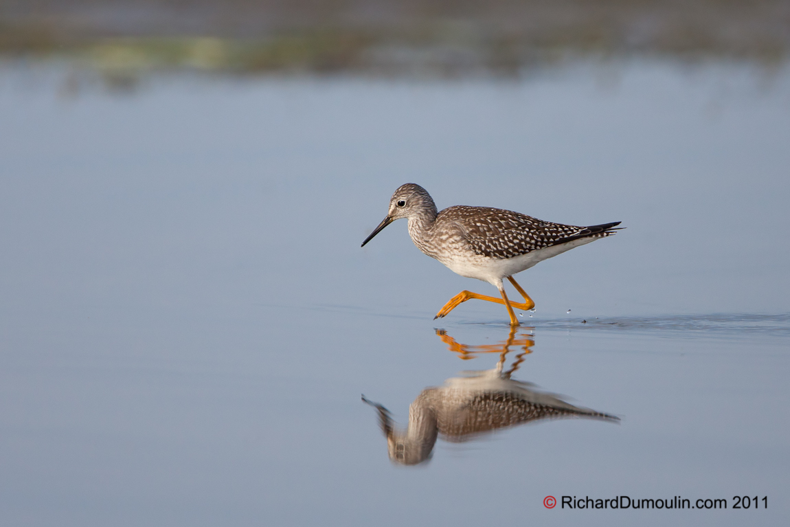 LESSER YELLOWLEGS
